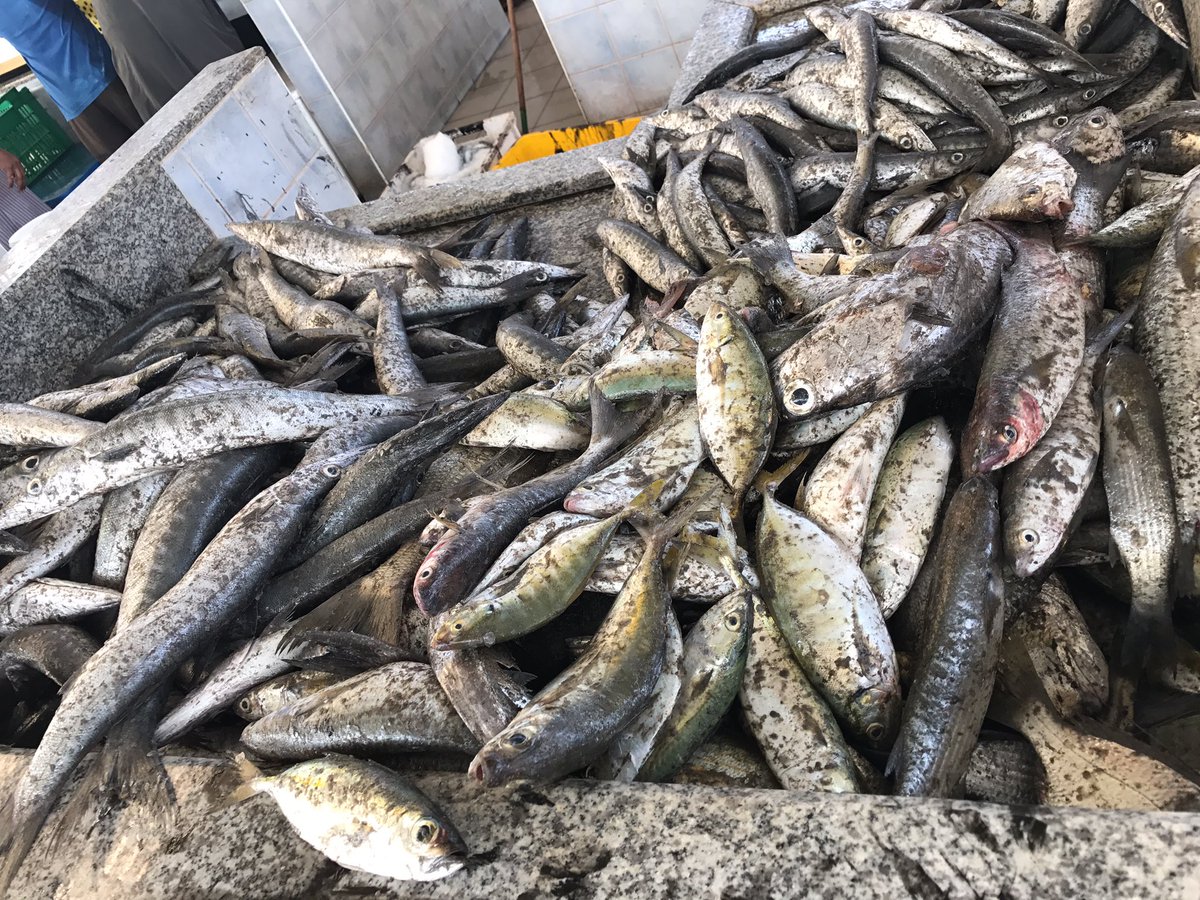 khalilpho8's tweet photo. سوق الاسماك #صحار اليوم الخميس 
الحمدلله الخير وافر والمنادي ينادي والناس تتحكي 
@Fishing_Club_OM https://t.co/v02i8t16HV
