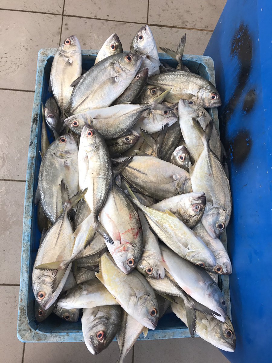 khalilpho8's tweet photo. سوق الاسماك #صحار اليوم الخميس 
الحمدلله الخير وافر والمنادي ينادي والناس تتحكي 
@Fishing_Club_OM https://t.co/v02i8t16HV