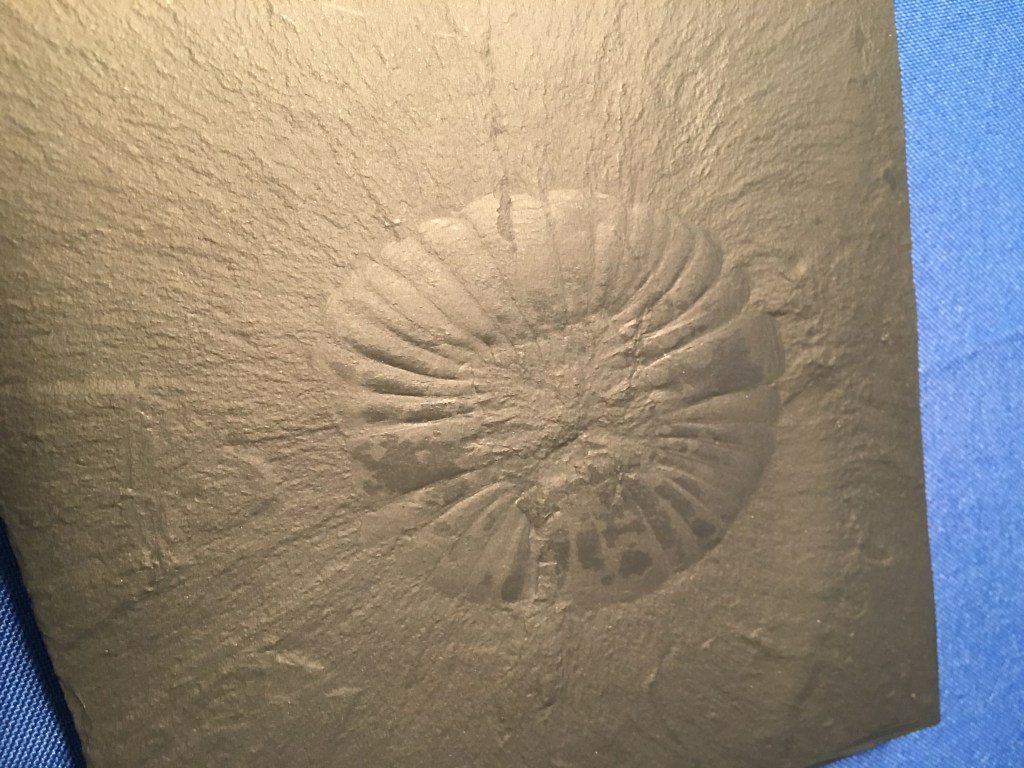 CuriousPaleo's tweet photo. What is it? Wednesday https://t.co/tIGuscH4sX https://t.co/HrLgEZ8nnH