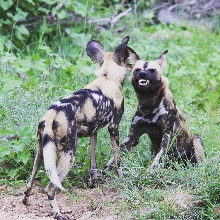 PerrysBridge's tweet image. We love it when our guests share some of their photos with us. #krugernationalpark  #wilddog #play #happy #perrysbridgehollow