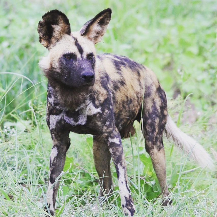 PerrysBridge's tweet image. We love it when our guests share some of their photos with us. #krugernationalpark  #wilddog #play #happy #perrysbridgehollow