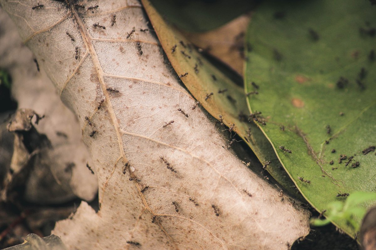 askmrmorpheus's tweet photo. #Funfact On average when combined, all ants in the world would weigh about as much as all the human beings in the world! #ants #humans https://t.co/CNdQkejS52