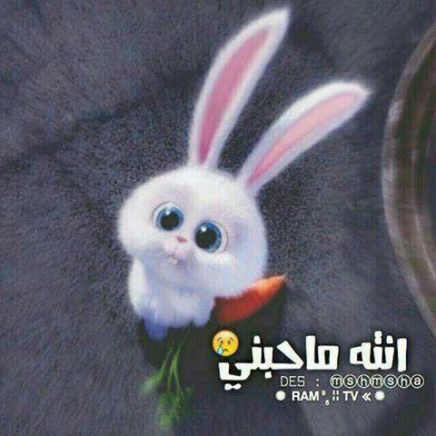 Mumil_2018's tweet photo. غيرتي عليك ابداً مو شك ، غيرتي عليك من عظم أنانيتي فيك. ❤☺
#الامبراطور_اموش 
#اناقه_مغردين 
#قزمتي https://t.co/lBzZN5Xg47