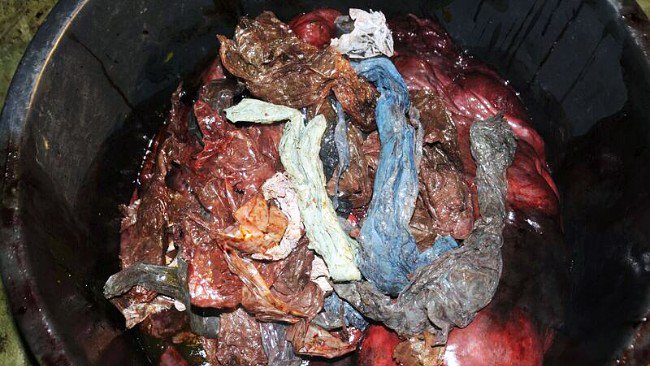 Dead whale found in Norway, stomach so full of plastic there's no space for food. Caution: not for the faint hearted act.gp/2kvnY8o
