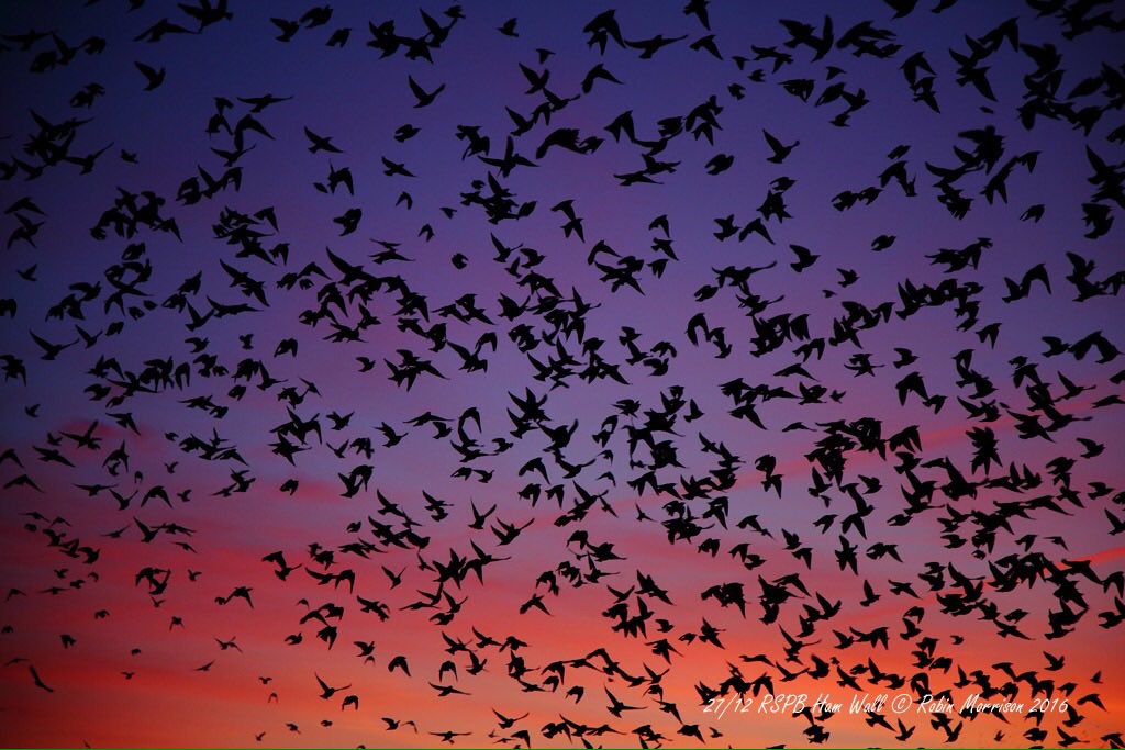 Robin Morrison tweet media