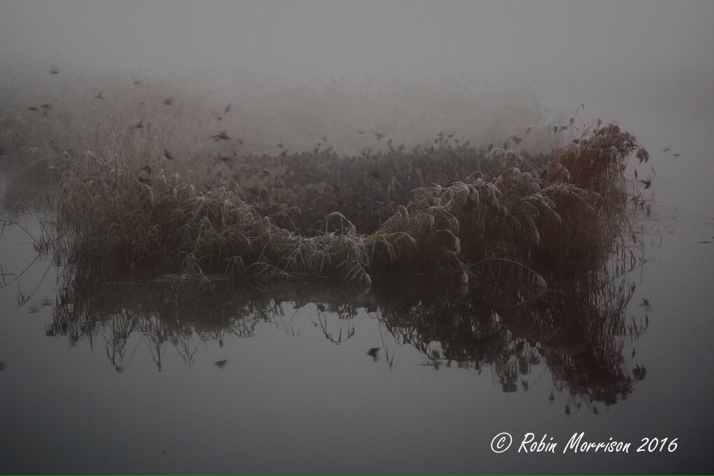 2nd Feb 2017 and its #WorldWetlandsDay so how about celebrating the importance of Somerset, UK 🇬🇧 especially for the starling. <a href="/waterlevels/">Phil Brewin</a>