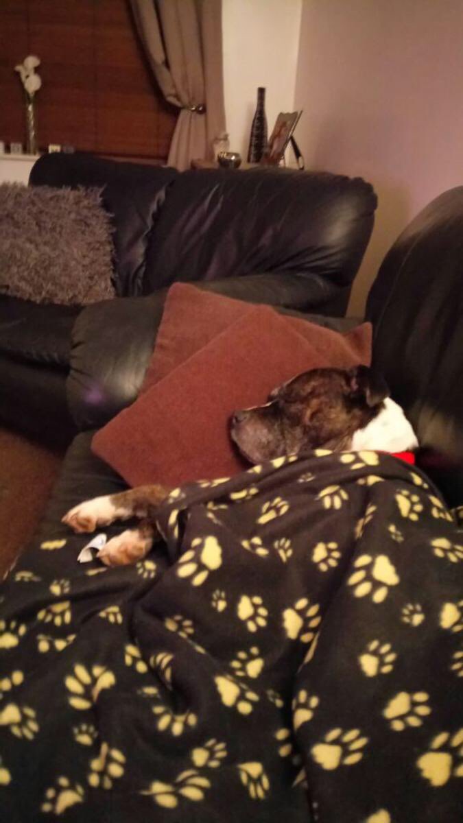 RDR_Dogs's tweet photo. Did you hear???? petal has gone off to her forever home 😊we think she's comfy! 😂 https://t.co/TNrByC29S4