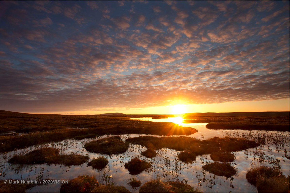 WildlifeTrusts's tweet image. Happy #WorldWetlandsDay Today let&apos;s all celebrate our spectacular wetlands - from ponds to estuaries