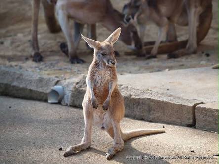 nanri5268's tweet photo. @8xN4UprAOvJfzh2 @KOBATIKAS9 かんとばカンガルーてゆーとぞ
そい犬やろ https://t.co/btg9z2MYPe