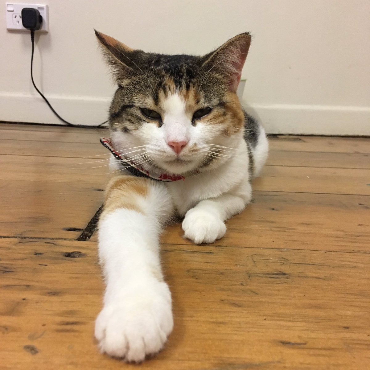purrsandbeansnz's tweet photo. Kiss my paw, human! 🐾 #Hamburglar #pawmodel #talktothepaw #baristacats https://t.co/XIe9bSqflU