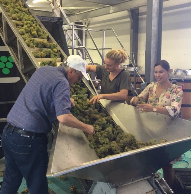 LouisBoutinot's tweet photo. All hands on deck picking leaves 4 #wholebunchpress in horizontal #basketpress @WaterkloofWines #biodynamic #SAharvest2017 @OrganicwinesSA https://t.co/urABF2IMOC