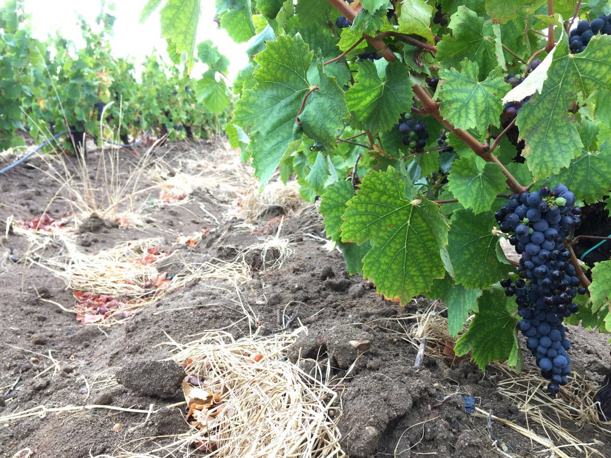 WaterkloofWines's tweet photo. #Harvest2017 is well underway on our #Schapenberg slopes! #biodynamic #organic https://t.co/RnbvrBUlKn