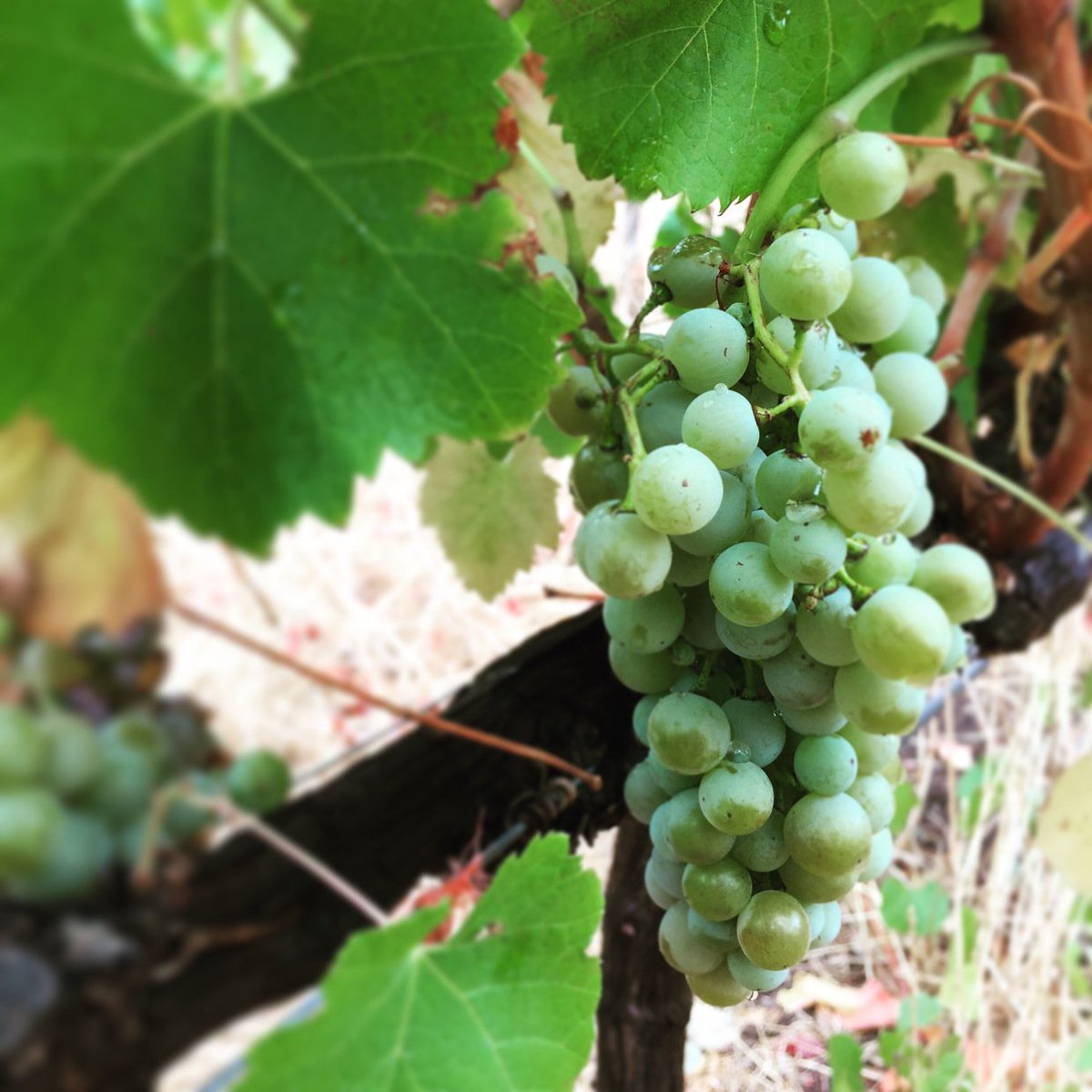 WaterkloofWines's tweet photo. #Harvest2017 is well underway on our #Schapenberg slopes! #biodynamic #organic https://t.co/RnbvrBUlKn