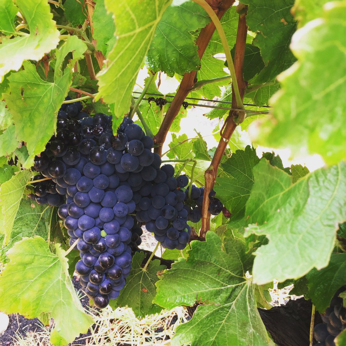 WaterkloofWines's tweet photo. #Harvest2017 is well underway on our #Schapenberg slopes! #biodynamic #organic https://t.co/RnbvrBUlKn
