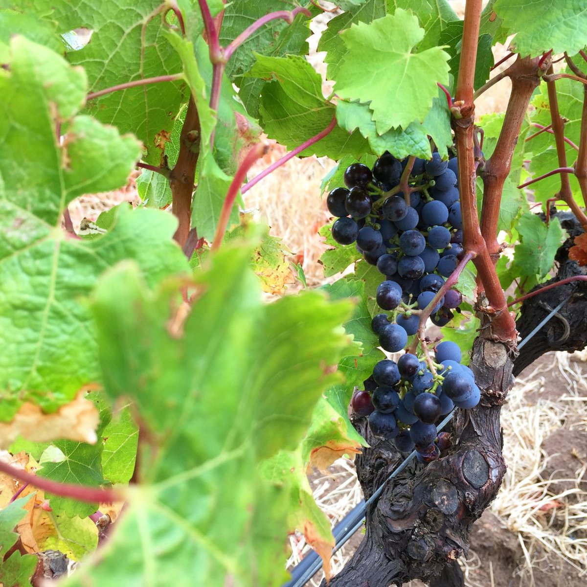 WaterkloofWines's tweet photo. #Harvest2017 is well underway on our #Schapenberg slopes! #biodynamic #organic https://t.co/RnbvrBUlKn