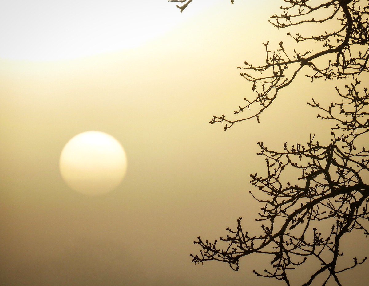 astilltreecare's tweet photo. Rising sun at #Astill Treecare headquarters last week #oak #quercusrobur #sunrise https://t.co/jiDCt8QWIN