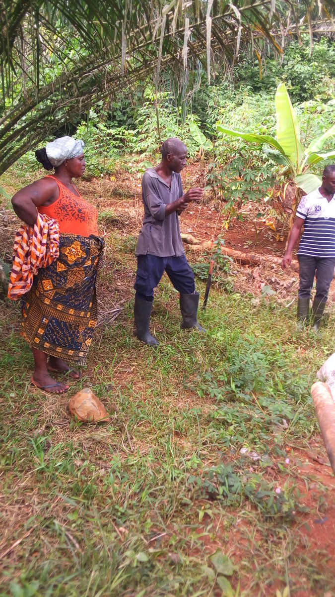 maudhazard1's tweet photo. #TFTLive 105 oil palm farmers are being coached individually in their field by @rurality_org in Ghana : transformation is happening! https://t.co/ye2F3ixCAe