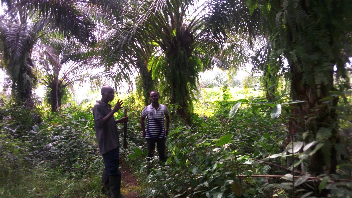 maudhazard1's tweet photo. #TFTLive 105 oil palm farmers are being coached individually in their field by @rurality_org in Ghana : transformation is happening! https://t.co/ye2F3ixCAe
