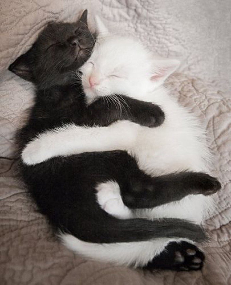 Котенок обнимает