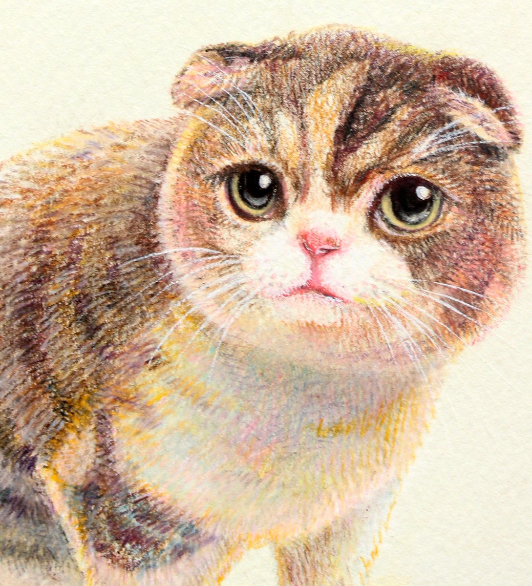 おしるこイラストレーション Pa Twitter スコティッシュフォールドのまるこちゃん 金沢の美容室さんの看板猫ちゃんとのことで こちらのブログで愛でられます 本物可愛すぎ T Co Koggh8jblt メルカリ ミンネ イラストオーダー 色鉛筆