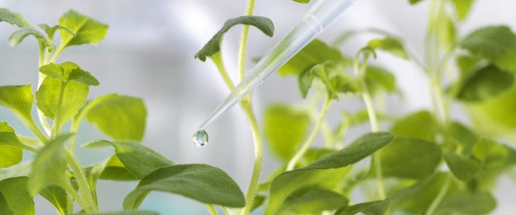 FederBio's tweet image. Italia per la prima volta pro Ogm. Grazie @BeaLorenzin! di Paolo Carnemolla
su @HuffPostItalia huffingtonpost.it/paolo-carnemol…