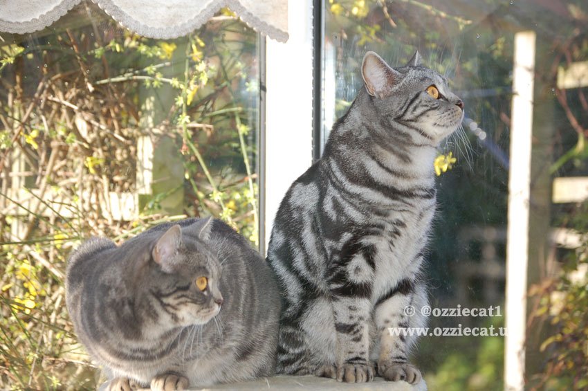 ozziecat1's tweet photo. #ThrowbackThursday ..Me &amp; my Angel Brother Ozzie hanging out together when we were 7 Months old..June 09..Have a Lovely #fluffyfursday Pals💕 https://t.co/f7qDN62rzi