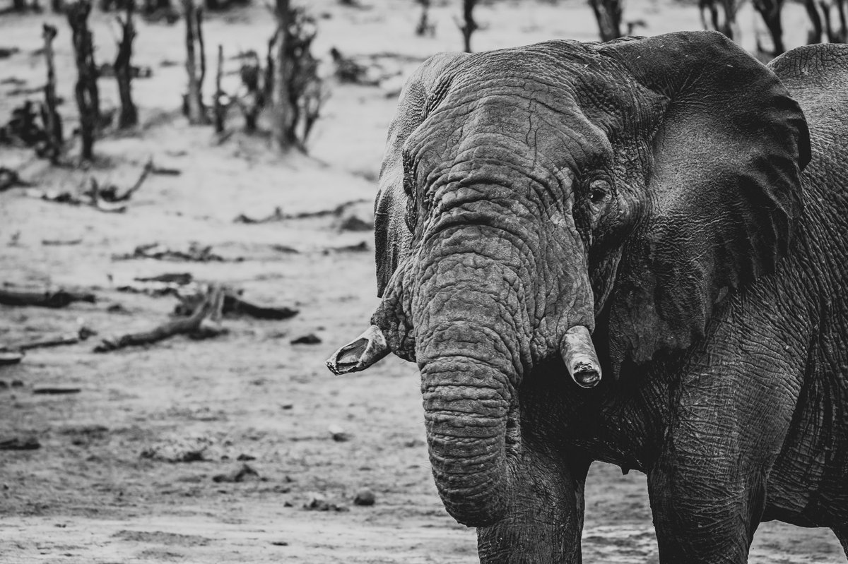 A bull elephant with very worn tusks emerges from a mud wallow in Savuti. #thisischobe #ilovebotswana #lostinbots