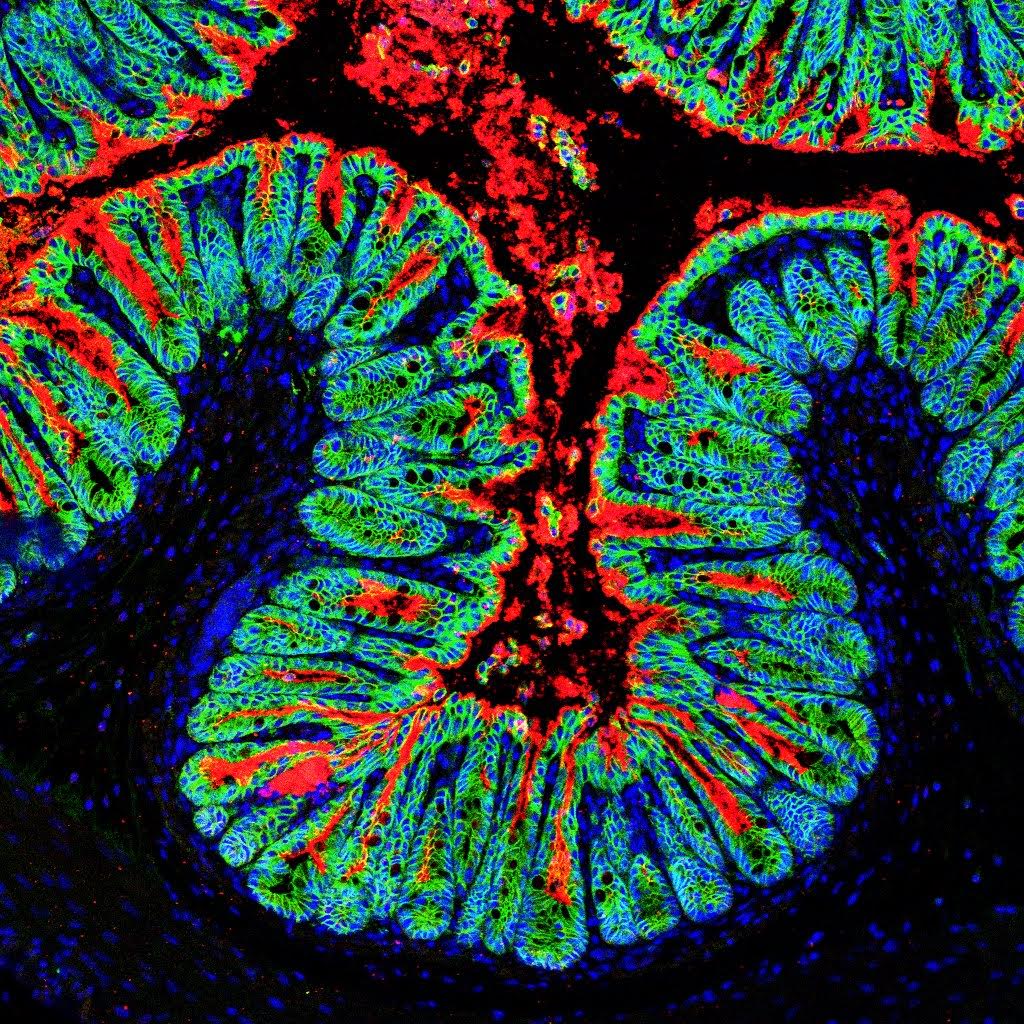 TheCrick's tweet photo. More evidence for eating your greens: feedback control of AhR signalling regulates intestinal immunity https://t.co/htAEErcg9X https://t.co/gYXFICyFFr