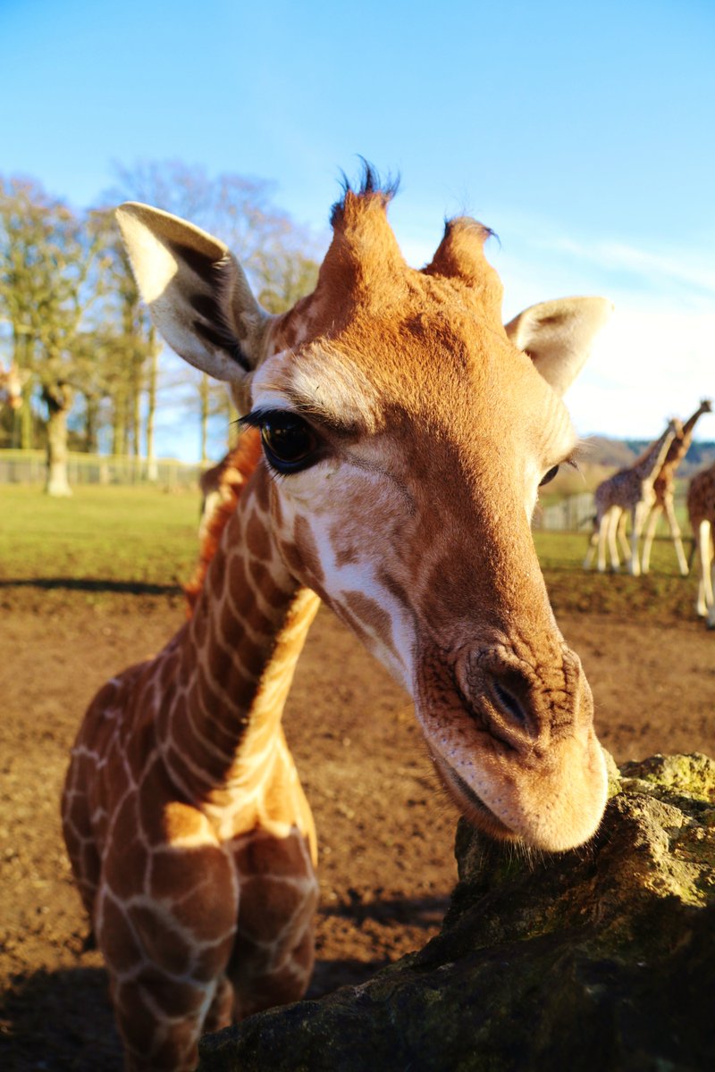 ChooseLongleat's tweet photo. An adorable Christmas gift for Longleat's hoofstock team https://t.co/B30VYtmbP6 😍 https://t.co/1RnKBPWEFI