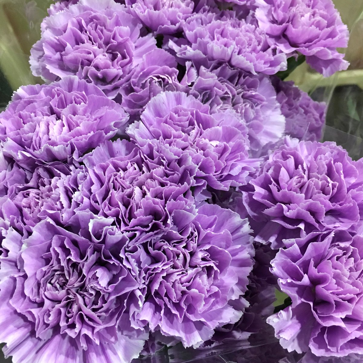 SimonLycett's tweet photo. The incredible colour of Carnation “Moonaqua” really is pretty special - spotted @DenEdFlowers #cutflowers #instaflower #simonsaysflowers https://t.co/XqQDsoIcqo
