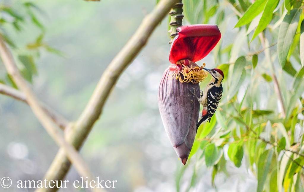 Fulvous Breasted Woodpecker! 
#birds #woodpecker #fulvousbreastedwoodpecker #sunderbans #s… ift.tt/2k2r5nj
