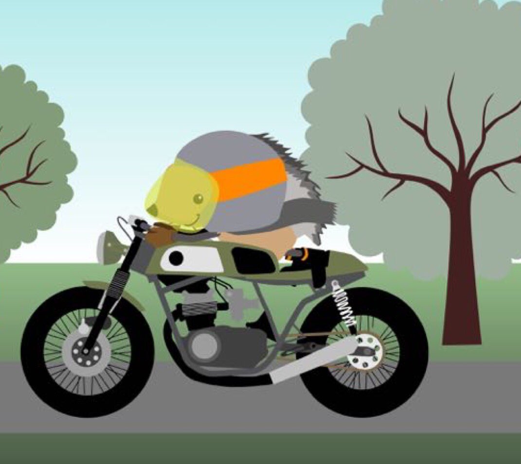 Apparently it's #HedgehogDay - where's the party?