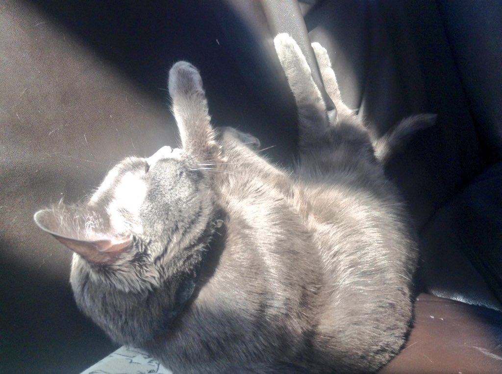 marieparenteau1's tweet photo. Day 28: always asleep on My side๐ฑ๐โค๏ธโค๏ธ #MyBaby #Maggie #101smiles #101daysofsmiles @jenmorrisonlive https://t.co/XMmH2rvQCb