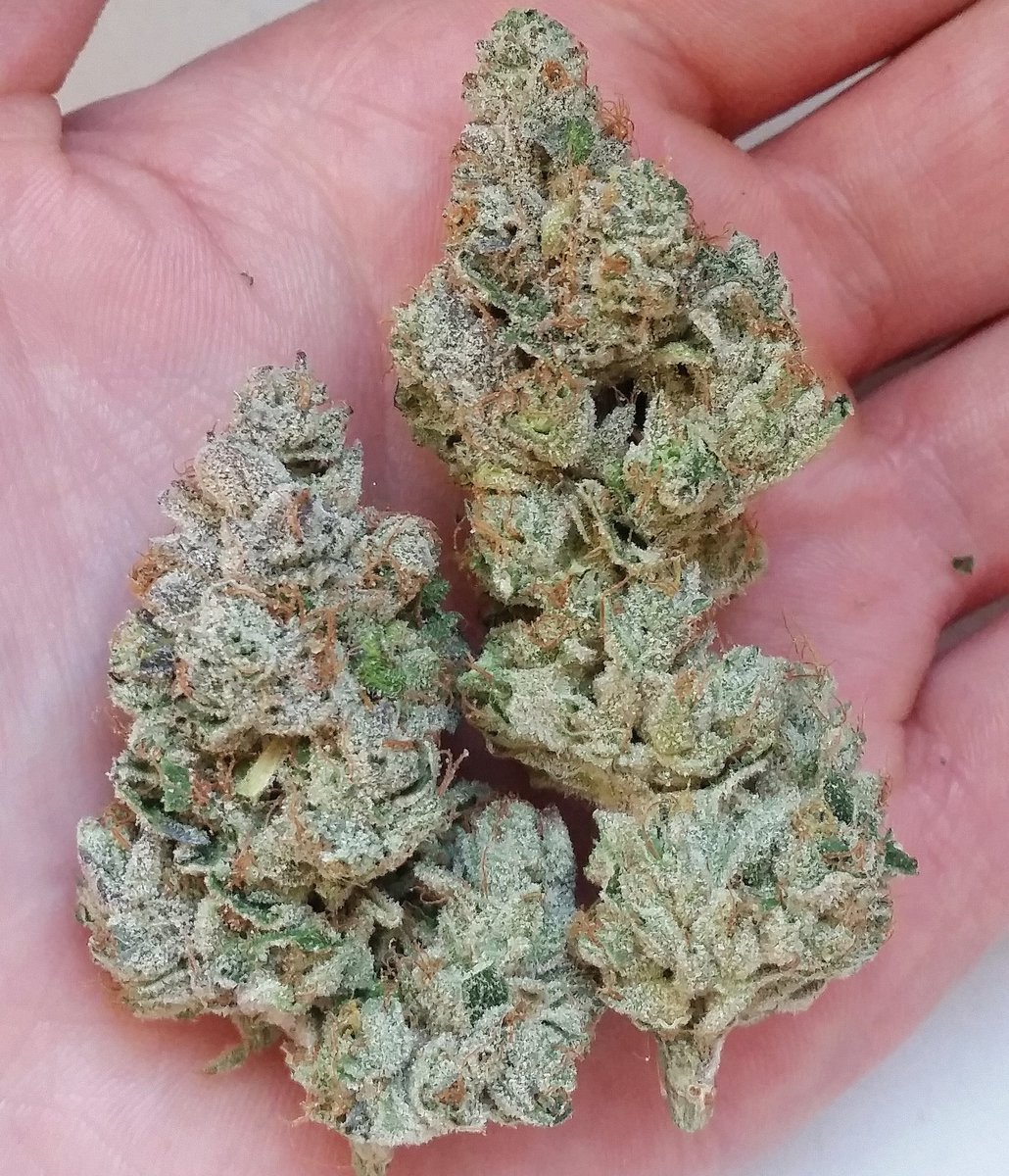 westmidzhigrade's tweet photo. #cookies #gsc #0121cookies #westmidzhighgrade #0121highgrade #highgrade #ganja #uk420 #birmingdam #spliff #blunt #dankk #fire #follow4follow https://t.co/ALlGKf1wyd