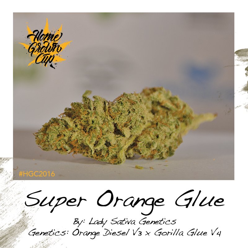 homegrowncup's tweet photo. The complete HomeGrown Cup 2016 indoor category entry gallery is online now! Visit: https://t.co/f8indaHVpl #HGC2016 #CannabisCup https://t.co/7GmlwTaxBL