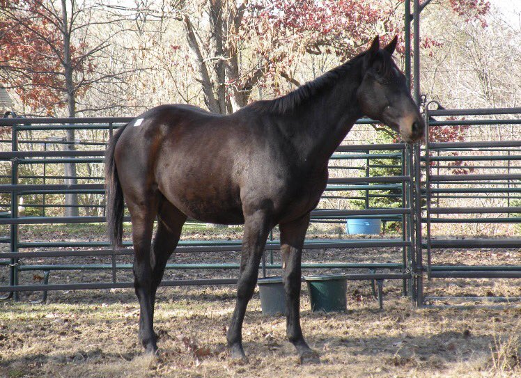 murphy_darby's tweet photo. Can we talk about how cute and awkward my horse was as a yearling 😍 #Weatherbee https://t.co/7kRuRDcWdP