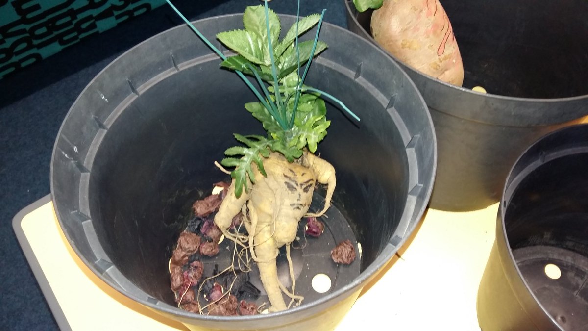 BargoedLib's tweet photo. Herbology class complete with mandrakes ready for transplanting #HarryPotterBookNight  @KidsBloomsbury #FavouriteClass https://t.co/wObKDsNRpW