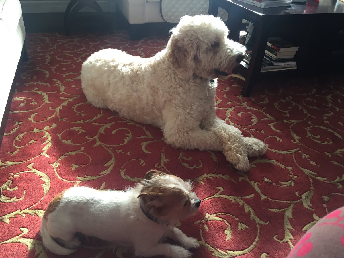 LensTinyToes's tweet photo. Bros. #mylegsaretooshorttositlikethat https://t.co/E3doQtpl3L