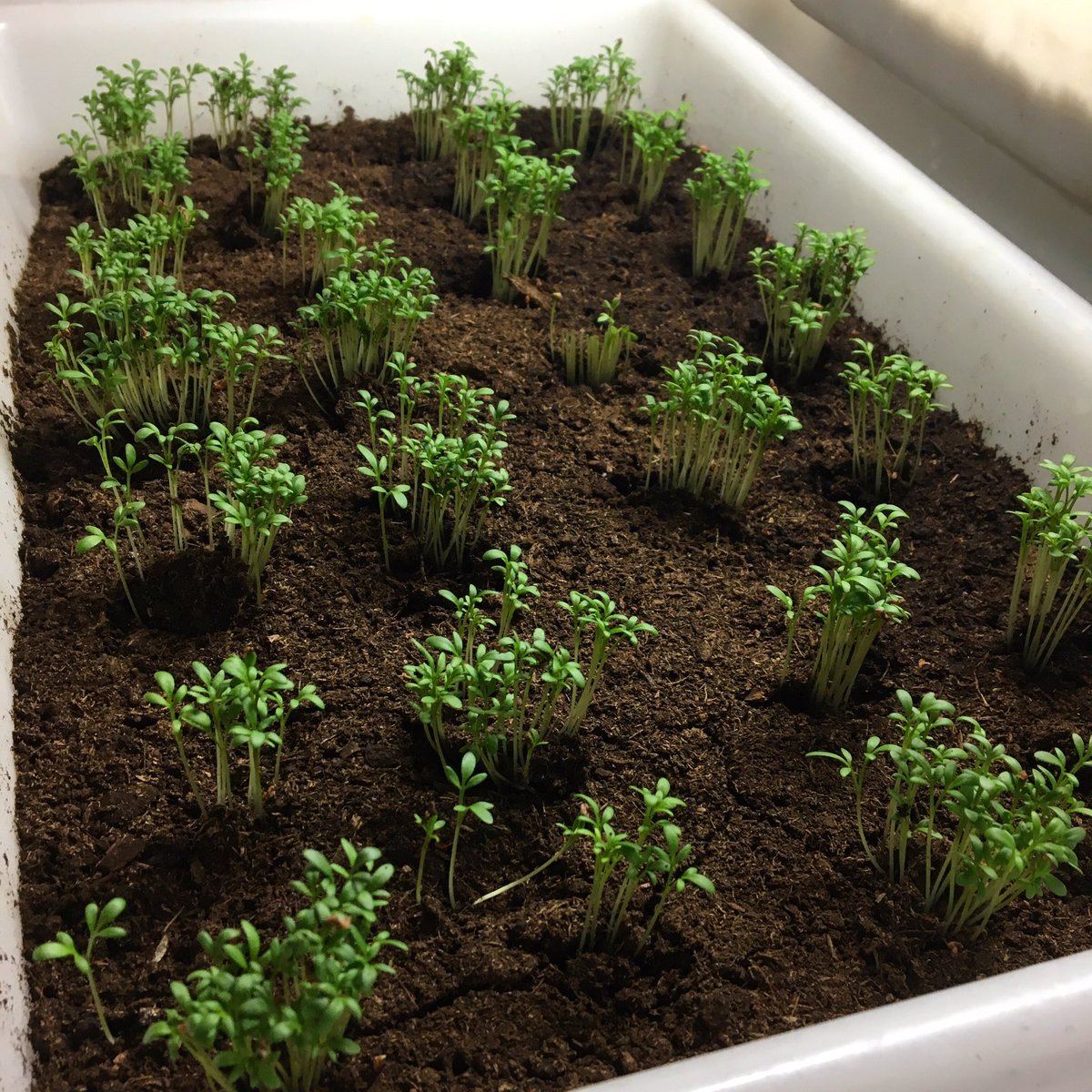 Ismael_CanoM's tweet photo. Ya van saliendo los berros!!

Finally are here the watercress!!!

@ventadelsoton #producto #sabor #berro #watercress https://t.co/SCJdZiDUKb