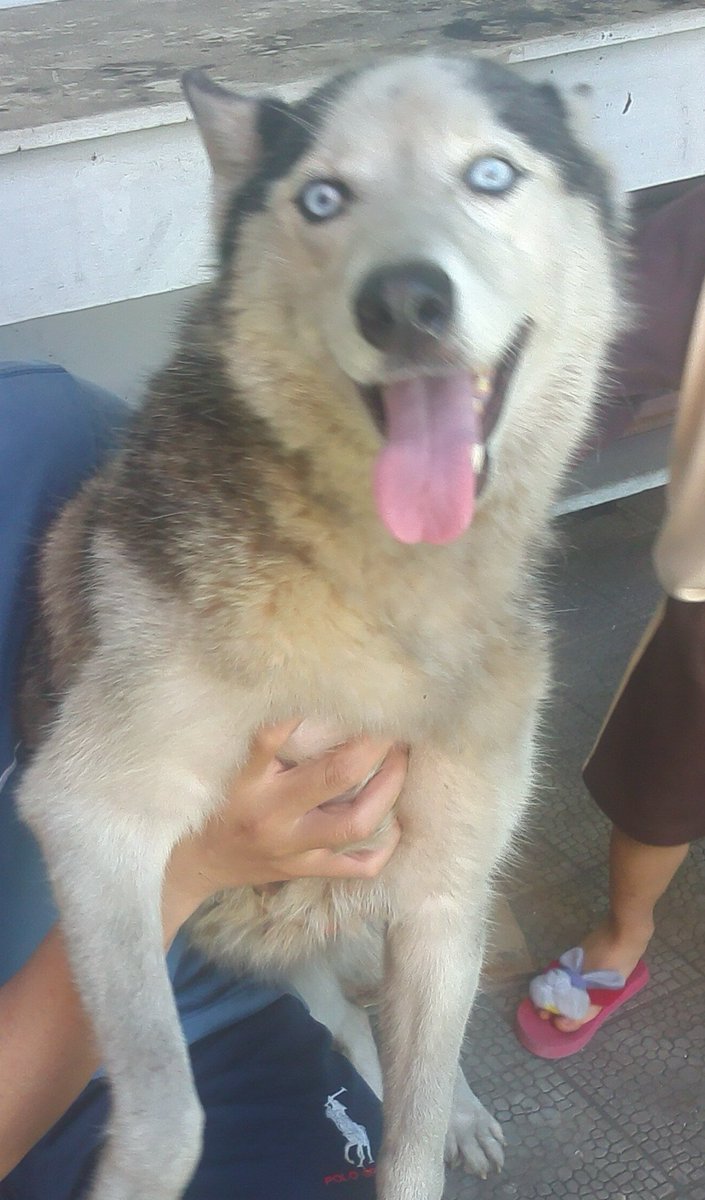arenotiz's tweet photo. SALE:Siberian Husky betina, 5 thn, pernah punya anak, stamboom, jinak, dan lincah;  1,5jt(nego) Lokasi:Cirebon. CP:081321838093 @crb_husky https://t.co/JzXI8WgPlY
