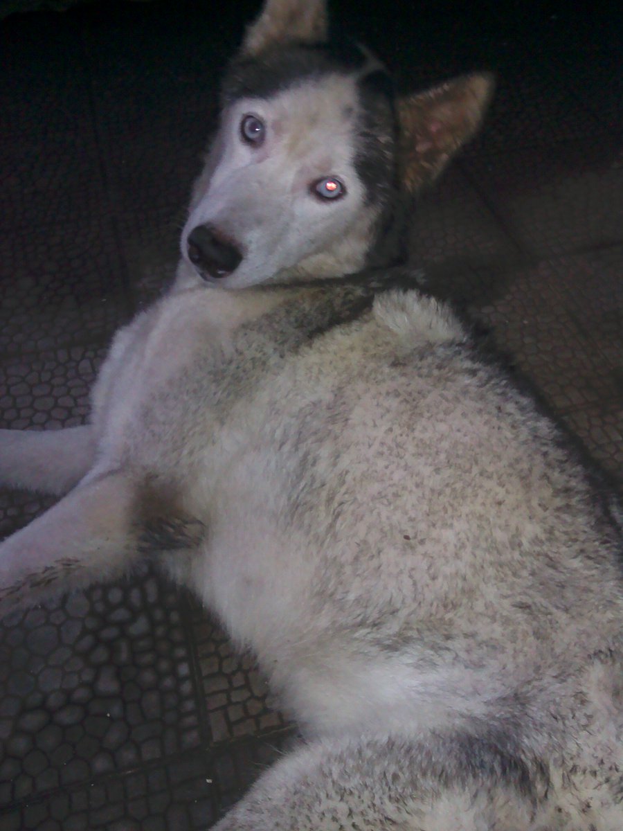 arenotiz's tweet photo. SALE:Siberian Husky betina, 5 thn, pernah punya anak, stamboom, jinak, dan lincah;  1,5jt(nego) Lokasi:Cirebon. CP:081321838093 @crb_husky https://t.co/JzXI8WgPlY