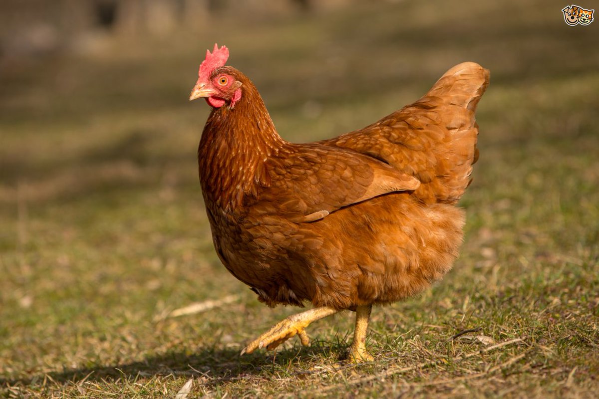 For a quirky birthday present that helps the homeless too, sponsor and name a <a href="/ProjectRomeTT/">Project Rome</a> chicken. project-rome.org