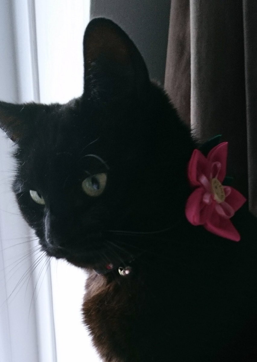 KittyKlassique1's tweet photo. Almost time to release our #Valentinescollection. Lovely Margo modelling for us. https://t.co/V8Lz3kG8UT. (also available for dogs)  🌺❤️🌺❤️ https://t.co/G7BtxCOAbH