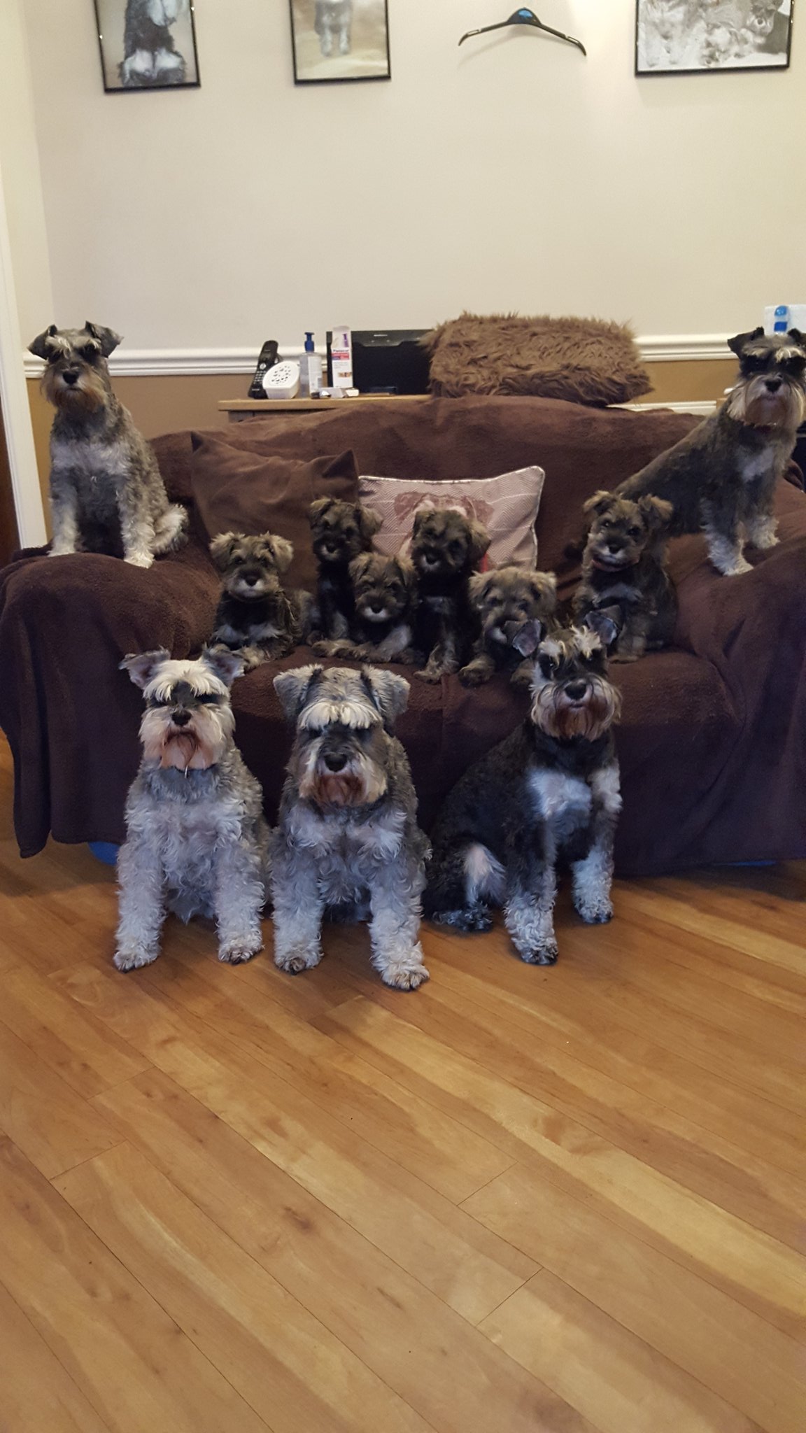 Schnauzer family 2025