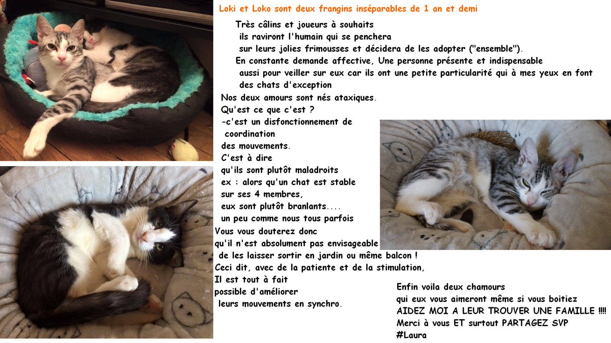 AssoMiniku's tweet photo. Loki et Loko (depuis ils ont grandi un peu quand même) #adoption #chataladoption #adoptdontshap #meow #ensemble #tendresse #adoptiondouble https://t.co/enJPqRw9nx