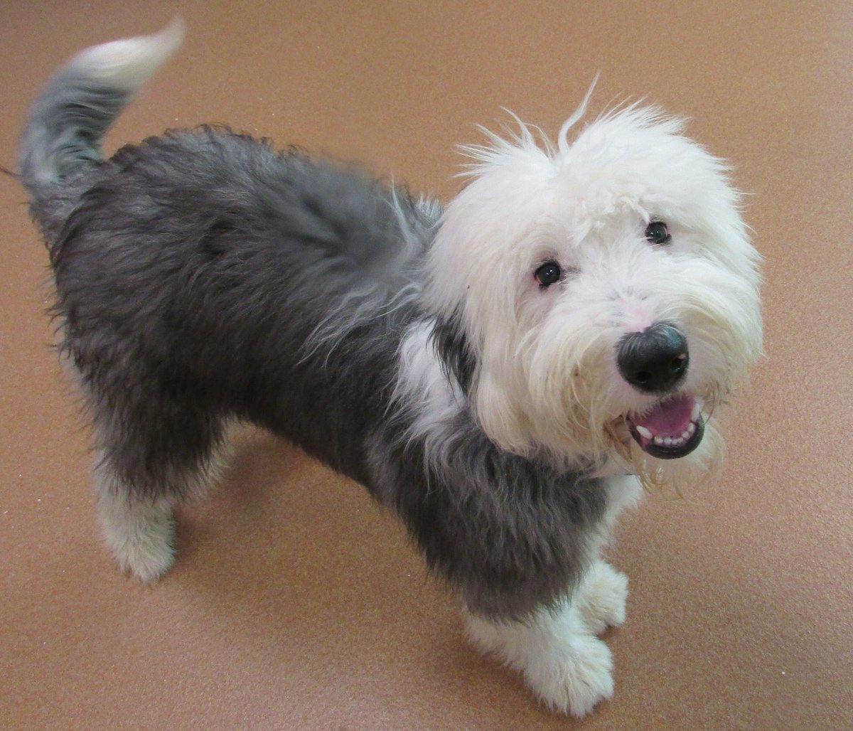 PAWSCT's tweet photo. Miss Maddie is a 7 month Old English Sheepdog needs a home pls #share pls visit #pawsct #dogsofpaws @959thefox @NorwalkHH @DarienHamletHub https://t.co/AK9zT51btW