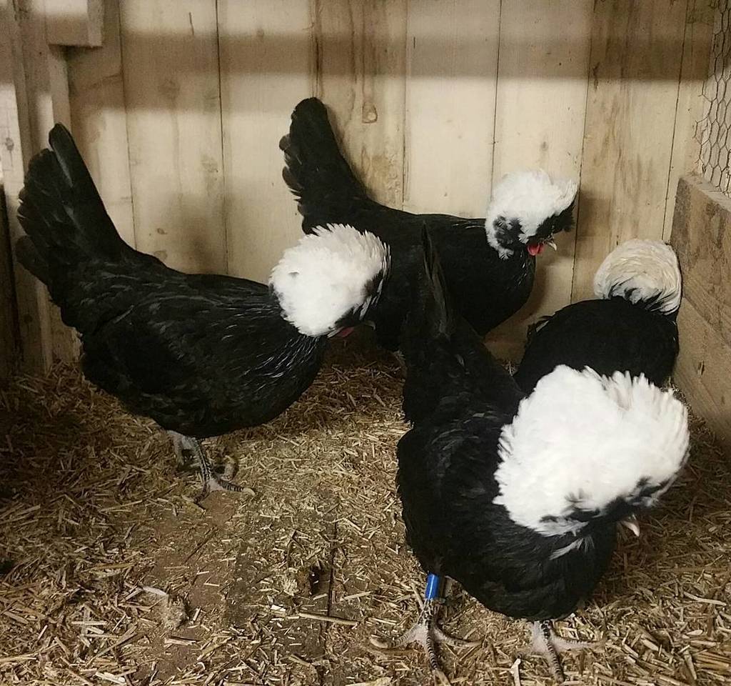 simonpickles's tweet photo. Great day at #chickenschool yesterday. Learn something new every time #chickenhour https://t.co/Ye1bHPxYLx