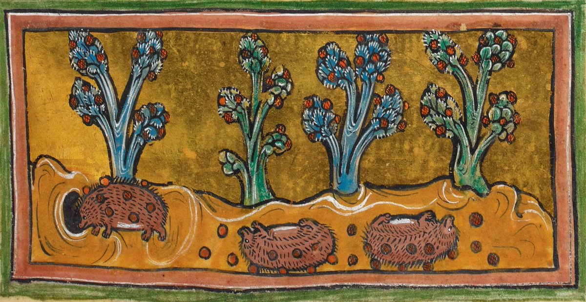 A very lovely animation of 13thC medieval hedgehogs rolling on the ground to collect grapes :) blogs.bl.uk/digitisedmanus… #hedgehogday2017