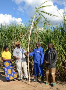 PTEngineeringSA's tweet photo. Well done Illovo Sugar #SustainableCommunityDevelopment #OutgrowerInitiative #CaneGrowerDevelopment @IllovoSugarGrp https://t.co/YVpy5Rez9j