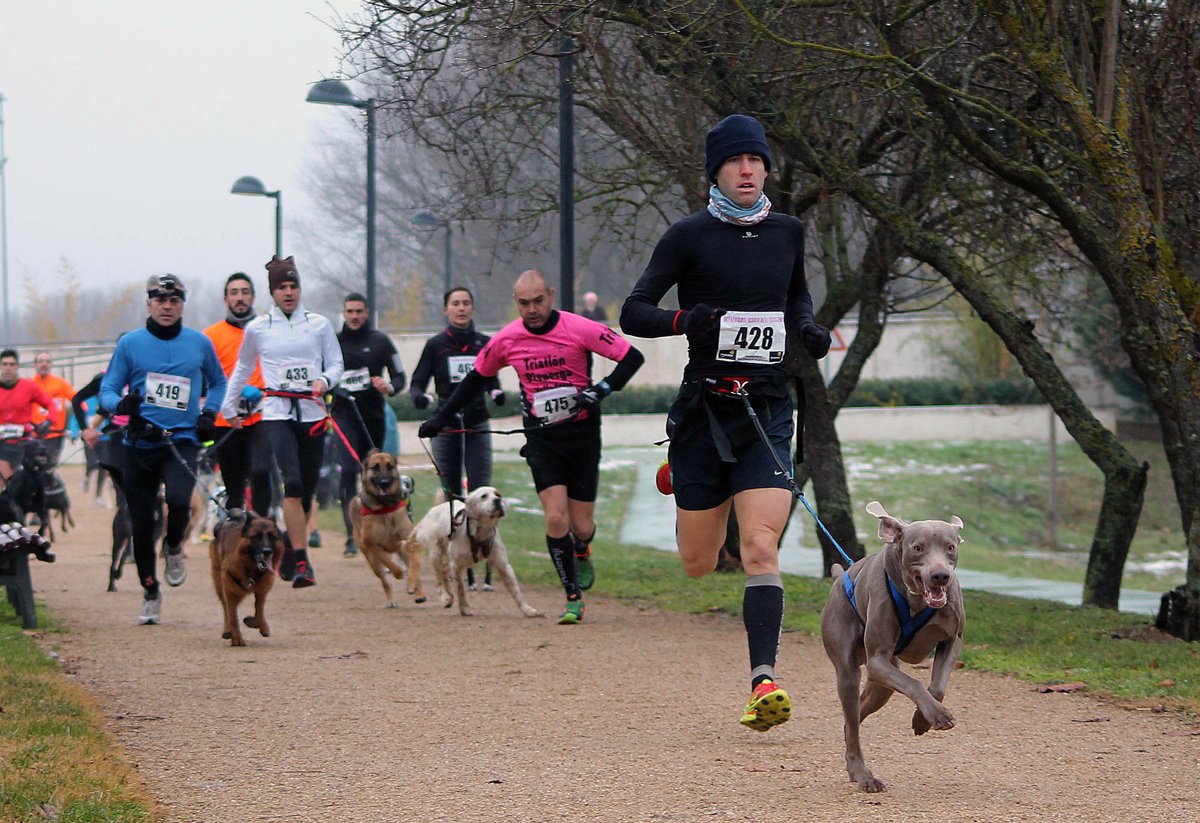 !Practica el Canicross y corre junto a tu mejor amigo! goo.gl/LtxfUd  #canicross #mushing #perro #dog #running #friends